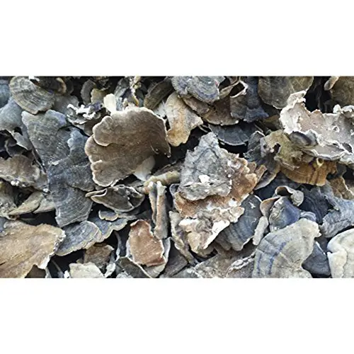 Dried Turkey Tail Mushrooms - 16 ounce (1 lb)