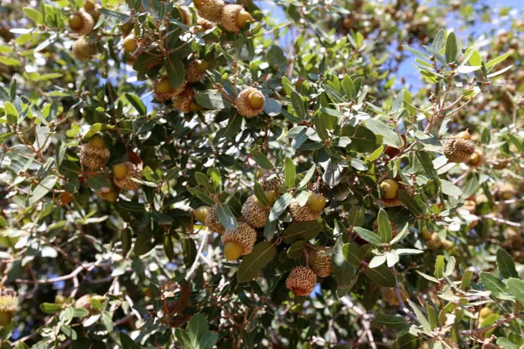 Oak Tree with Acorns